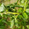 LARVES DE COCCINELLE repas de pucerons. Jardin de Fay. BRUNO GODET